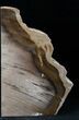 Oregon Petrified Wood Bookends - Ash #12664-3